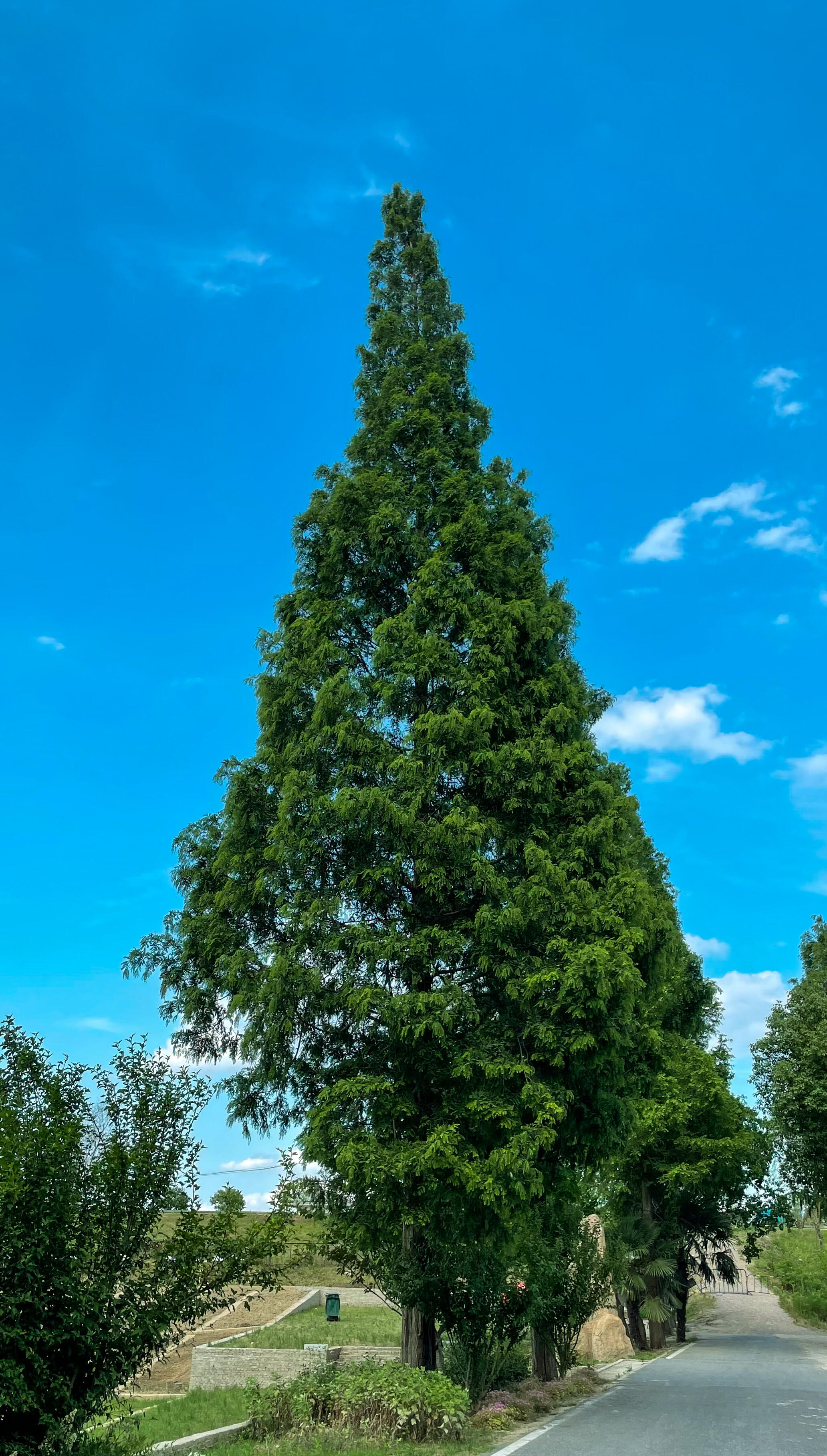 这个树好像这个 emoji 🌲。